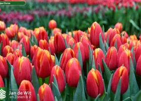 Tulipa Choice ® (3)